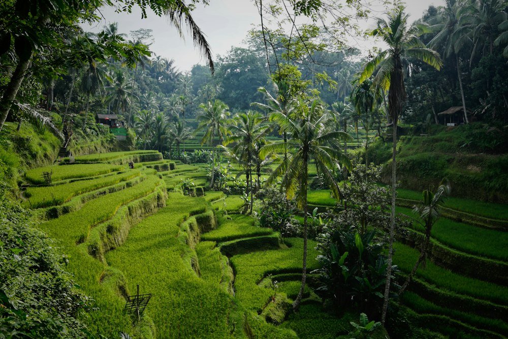 Pagi yang lebih santai di Ubud